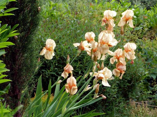 Peach Iris