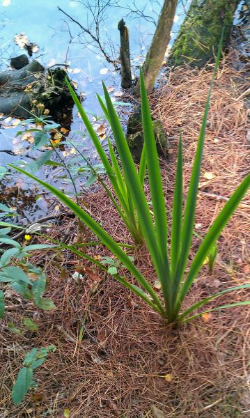 Yellow flag iris