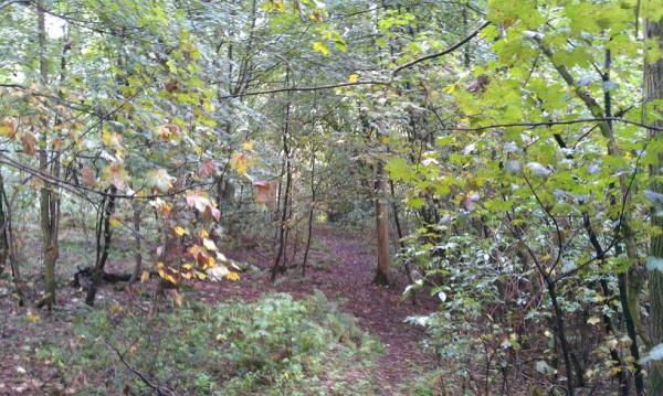 Rostherne mere woods!