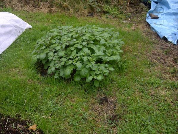 Liverpool Potatoes Oct 2011 small