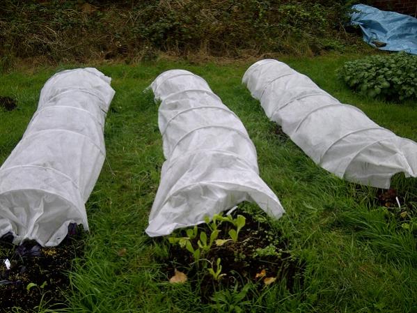 Liverpool veg under fleeces Oct 2011 small