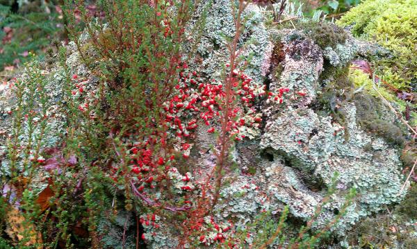 Lichens and heather - delamere forest