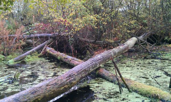 Delamere forest