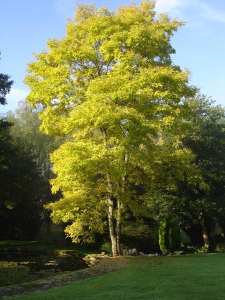 Golden False Acacia