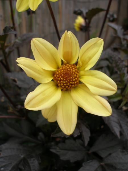 Yellow Dahlia