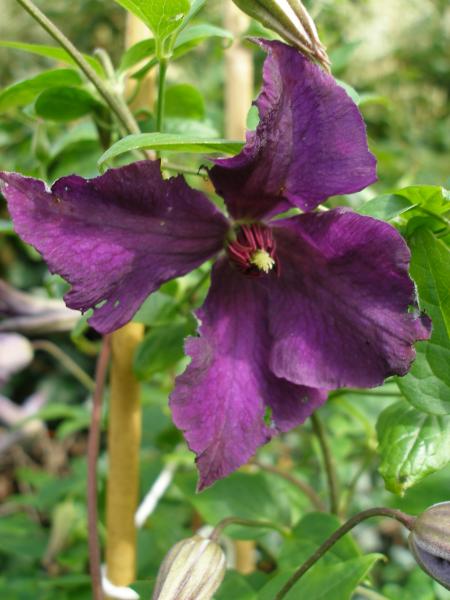 Clematis