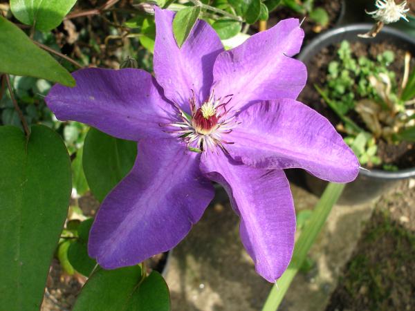 Clematis