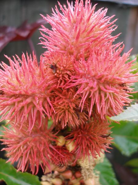 Castor Oil Seed Pod