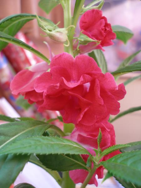 Impatiens Balsamina