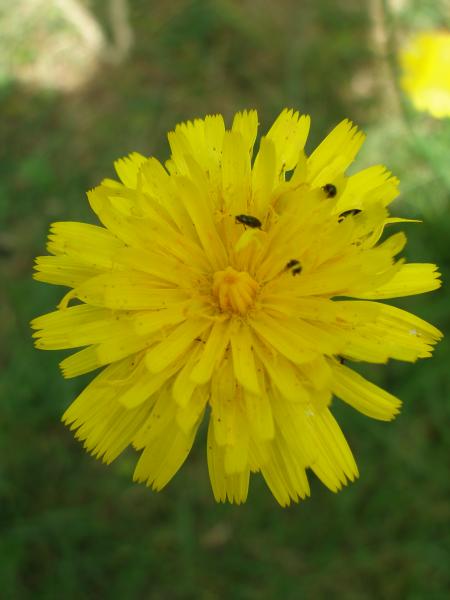 Hawkweed