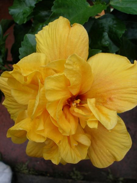 Double Hibiscus