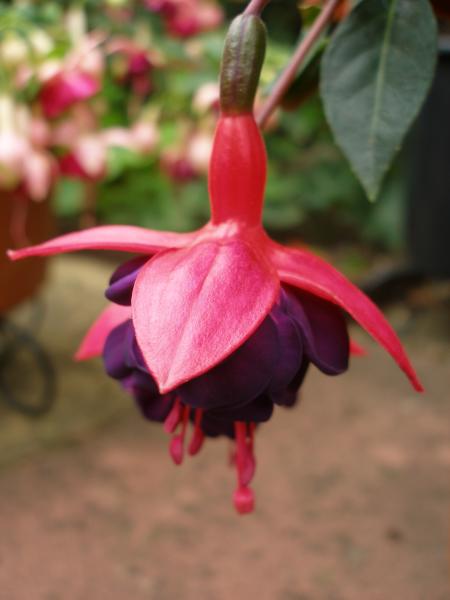 Fuschia