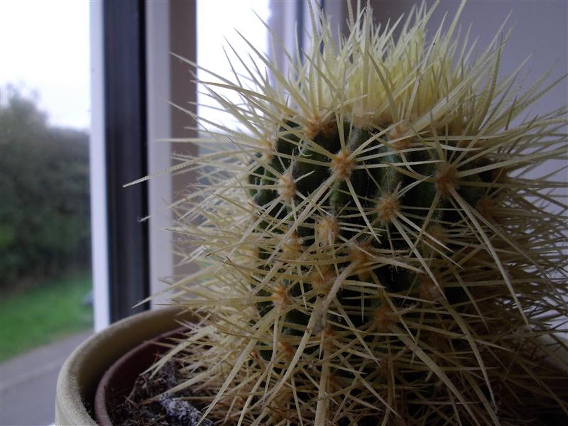 Echinocactus grusonii (Thanks Pete)