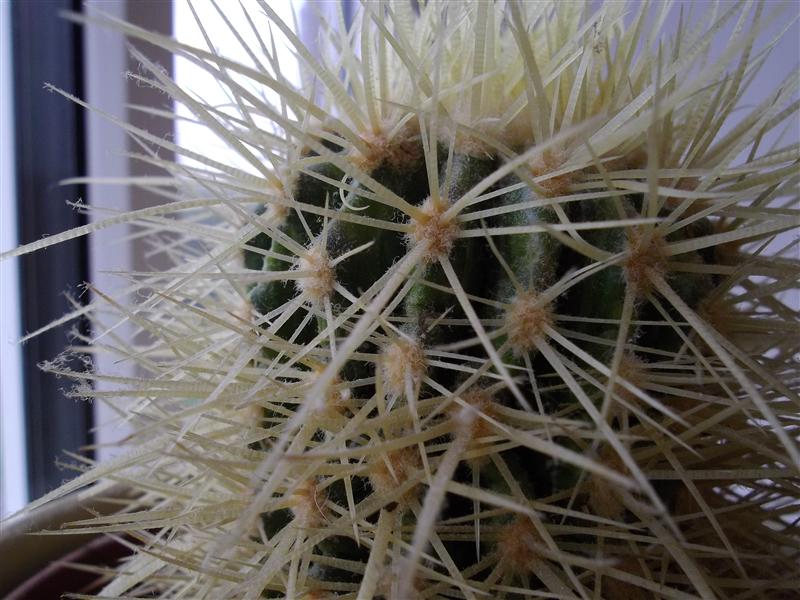 Echinocactus grusonii (Thanks Pete)