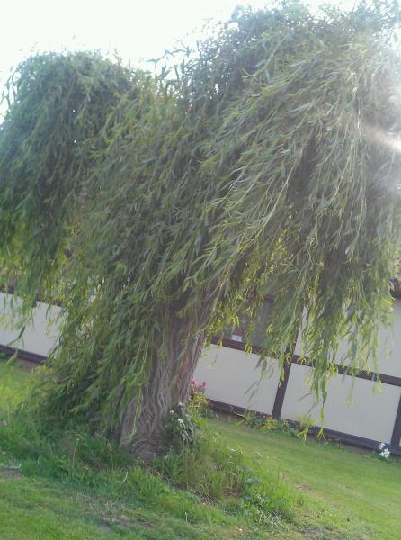 Weeping willow