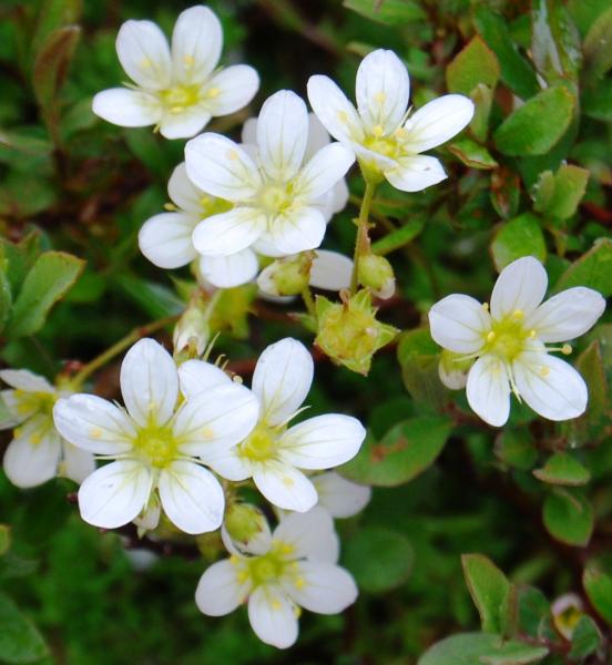 mossy saxifrage