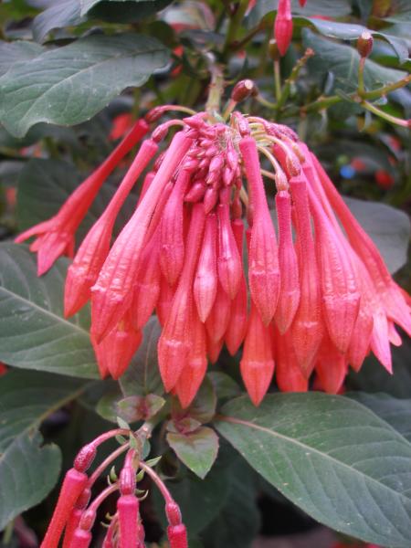 Fuchsia Thalia