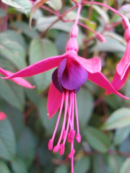 Fuchsia Lady Boothby