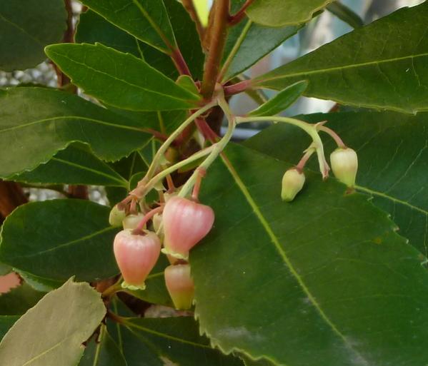 Arbutus unedo flowering