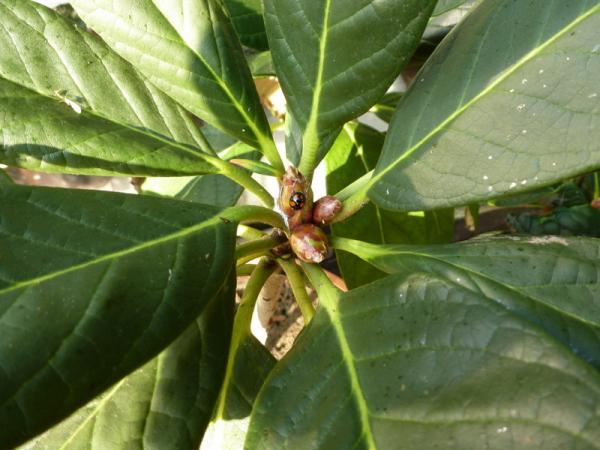 Little visitor on my Rhododendron