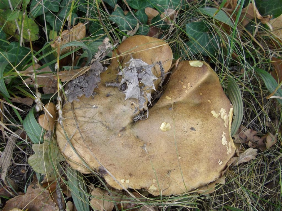 Boletus sp.