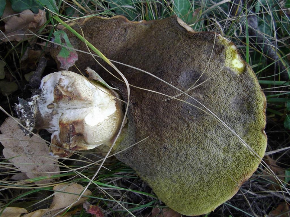 Boletus sp.