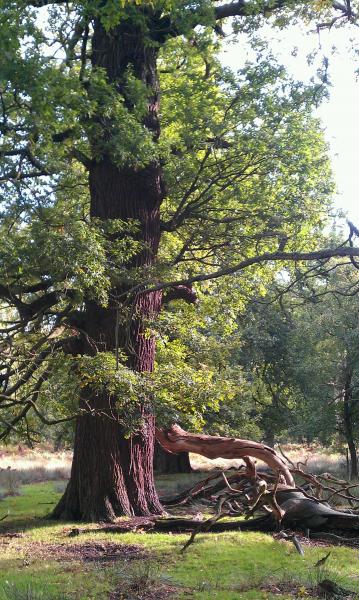 Dunham park