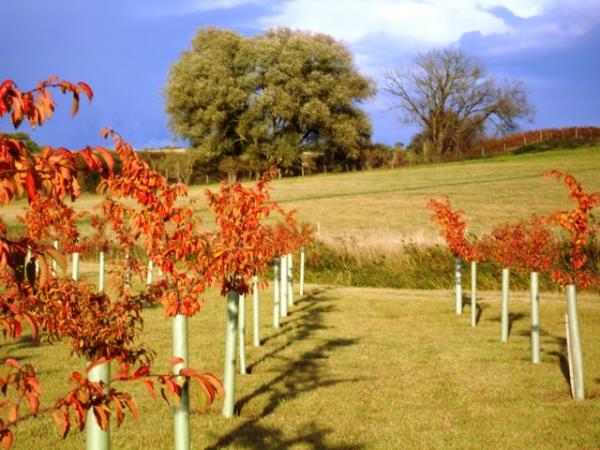 The cherry plantation