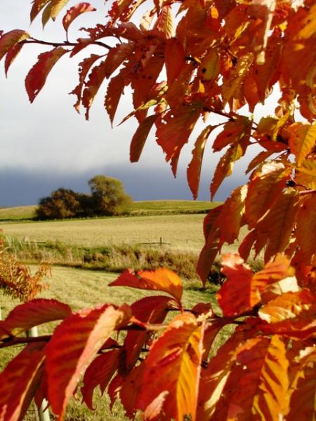 Cherry leaves