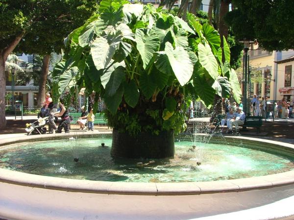 Tree fountain