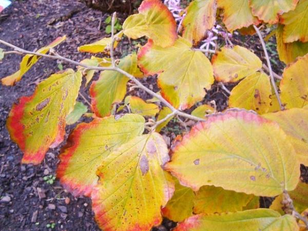 DSC02453 (640x480) (640x480)Hamamelis leaves showing Autumn tints