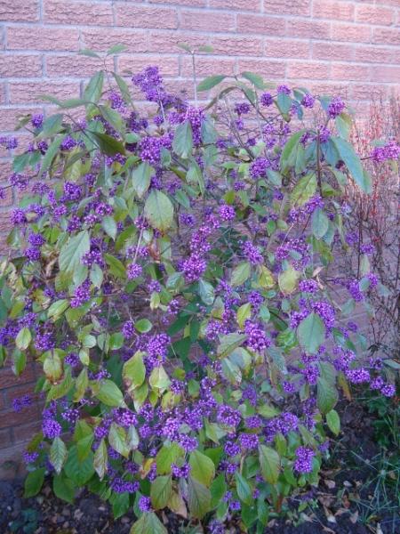 DSC02344 Callicarpa