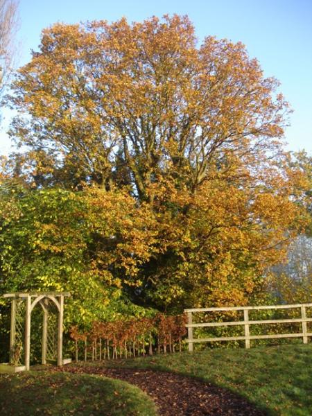 Autumn Oak