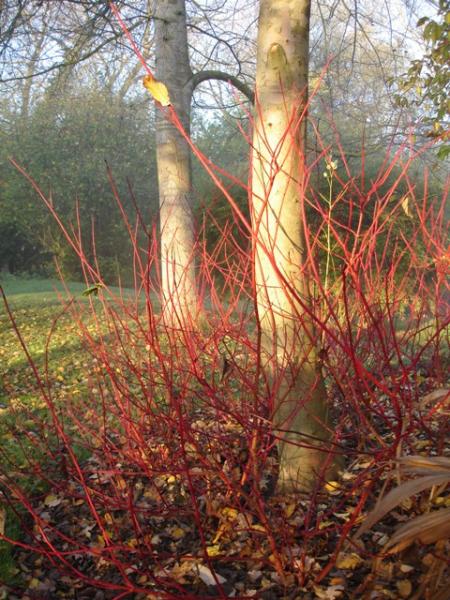 Dogwood stems