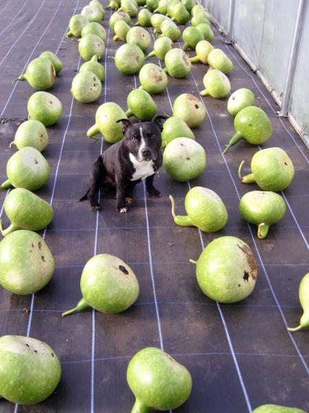 gourd harvest