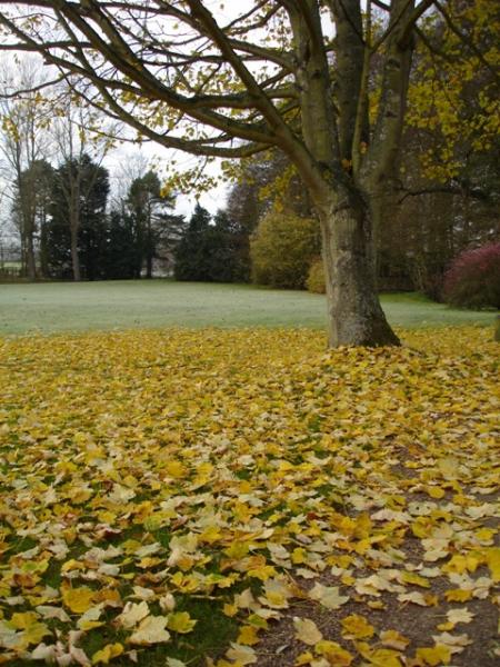 Golden carpet