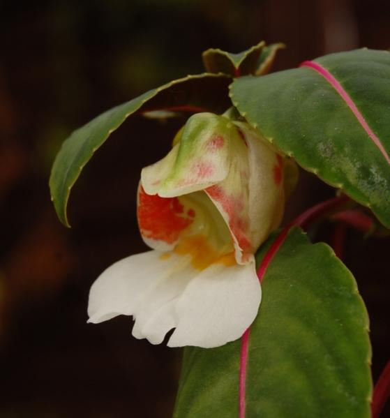 Impatiens morsei