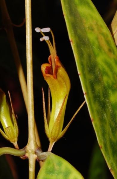 Aeschynanthus marmoratus