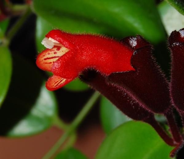 Aeschynanthus &quot;Mona Lisa&quot;