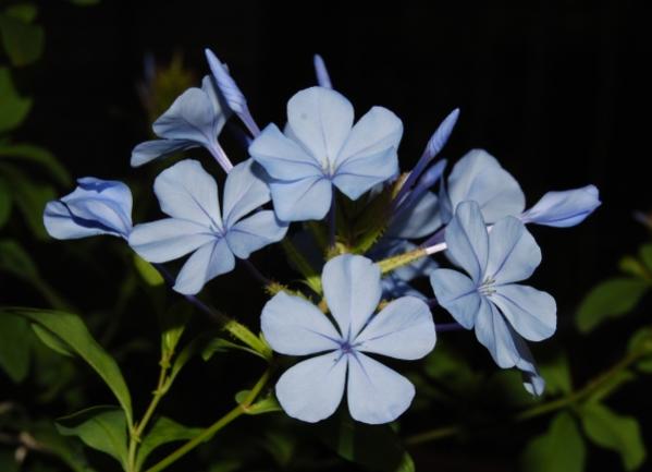 Plumbago capensisI grow one indoors and one outdoors. The indoor one does far better.