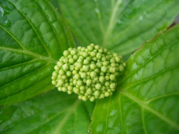 Hydrangea Bub