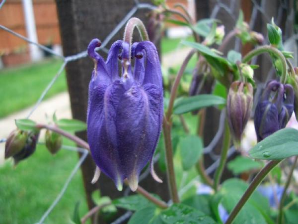 Aquilegia Bud