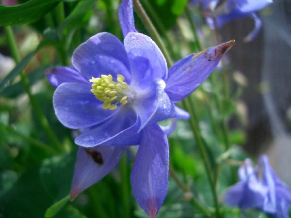 fading Aquilegia Bloom