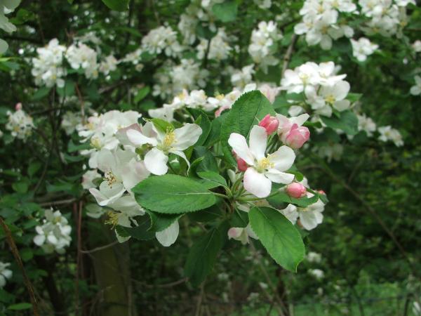 Wild dogrose at the bottom of the garden