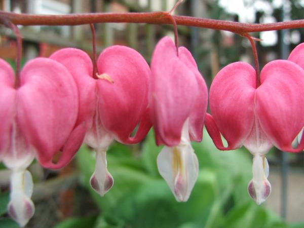 One of my favourites - Dicentra