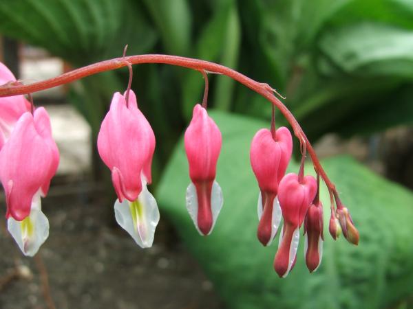 Can you tell I LOVE snapping this stunning flower!