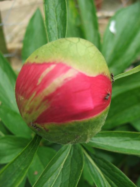 An ant's work is never done cleaning a Peony :)