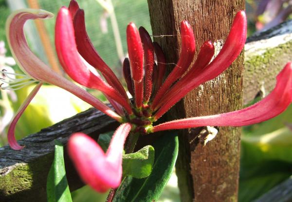 Honeysuckle head