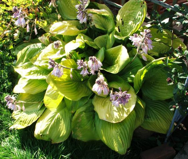 I forget what variety of Hosta I have - can anyone help?