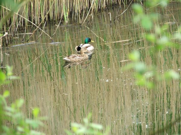 Pair of Mallards